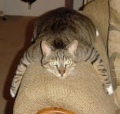 Thumbnail for version as of 13:13, 1 April 2012